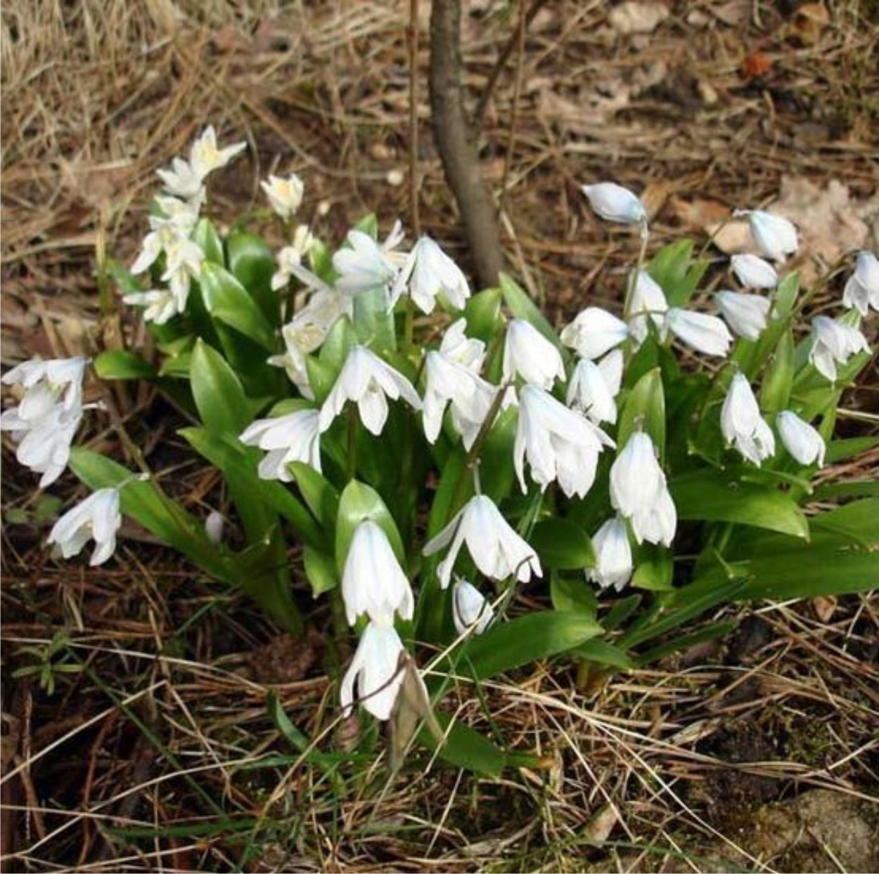 Белые цветы ранней весной названия и фото